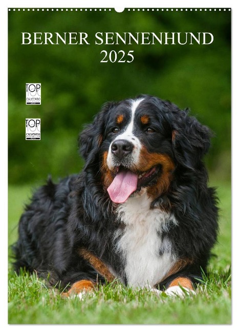 Berner Sennenhund 2025 (Wandkalender 2025 DIN A2 hoch), CALVENDO Monatskalender - Sigrid Starick