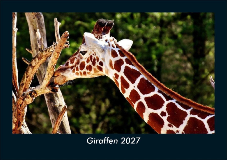 Giraffen 2027 Fotokalender DIN A5 - Tobias Schmitt, Kevin Heber
