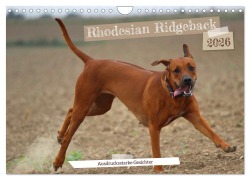 Rhodesian Ridgeback - Ausdrucksstarke Gesichter (Wandkalender 2026 DIN A4 quer), CALVENDO Monatskalender - Dagmar Behrens