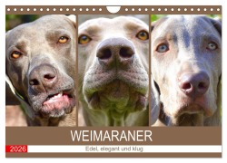 Cover-Bild zum Titel 'Weimaraner. Edel, elegant und klug (Wandkalender 2026 DIN A4 quer), CALVENDO Monatskalender' von 'Rose Hurley'
