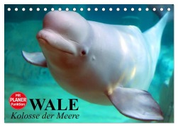 Wale. Kolosse der Meere (Tischkalender 2026 DIN A5 quer), CALVENDO Monatskalender - Elisabeth Stanzer