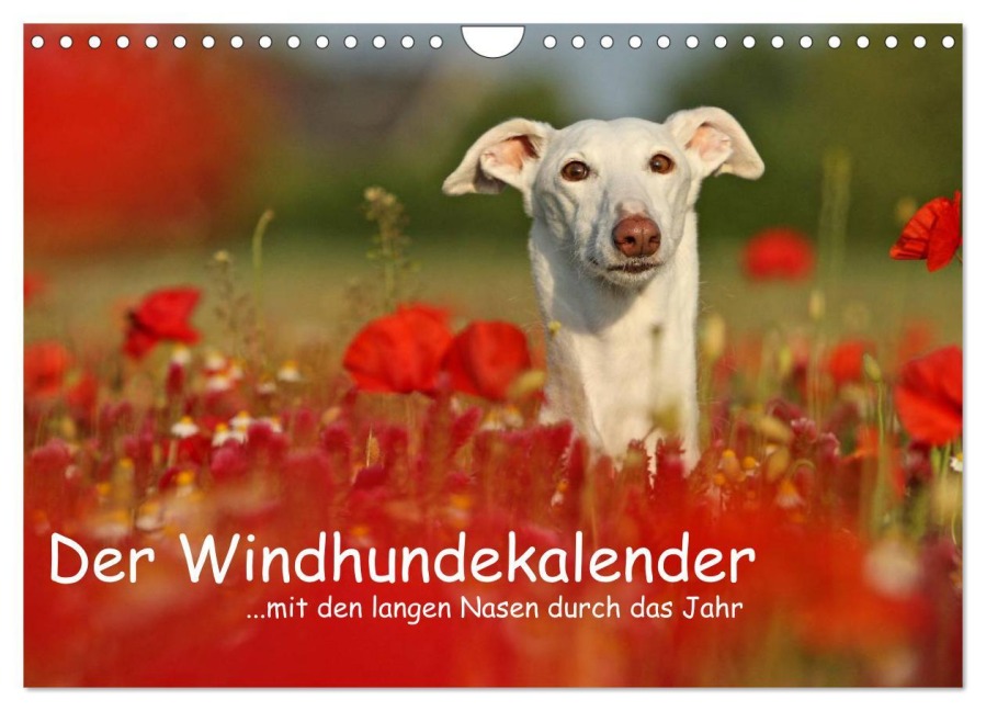 Der Windhundekalender (Wandkalender 2026 DIN A4 quer), CALVENDO Monatskalender - Kathrin Köntopp