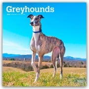 Greyhounds - Windhunde 2026 - 16-Monatskalender - Browntrout Publishers