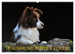 Cover-Bild zum Titel 'Traumhund Border Collie (Wandkalender 2026 DIN A2 quer), CALVENDO Monatskalender' von 'Sigrid Starick'