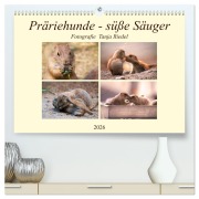 Präriehunde - süße Säuger (hochwertiger Premium Wandkalender 2026 DIN A2 quer), Kunstdruck in Hochglanz - Tanja Riedel
