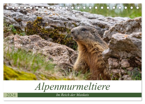Alpenmurmeltiere - Im Reich der Mankeis (Tischkalender 2024 DIN A5 quer), CALVENDO Monatskalender - Ursula Di Chito