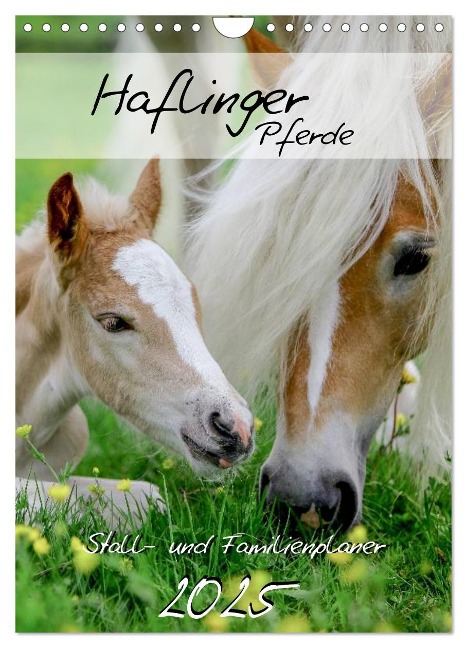 Haflinger Pferde - Stall- und Familienplaner 2025 (Wandkalender 2025 DIN A4 hoch), CALVENDO Monatskalender - Natural-Golden. de Natural-Golden. de