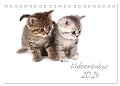 Katzenbabys (Tischkalender 2024 DIN A5 quer), CALVENDO Monatskalender - Hesch-Foto Hesch-Foto