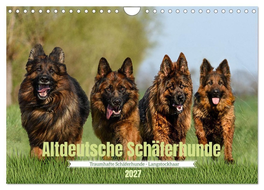 Altdeutsche Schäferhunde - Traumhafte Schäferhunde Langstockhaar (Wandkalender 2027 DIN A4 quer), CALVENDO Monatskalender - Jana K. Fotografie
