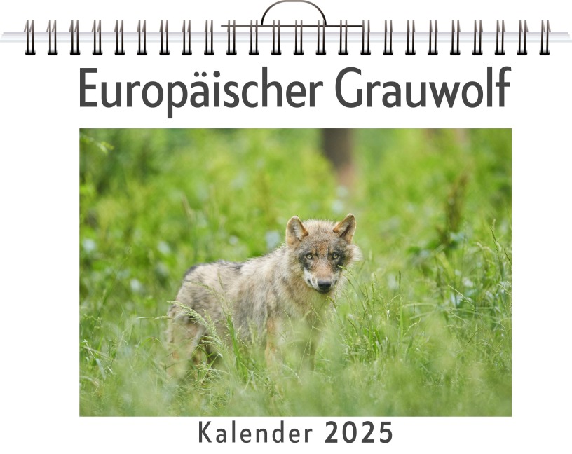 Europäischer Grauwolf - Sofia Fuchs