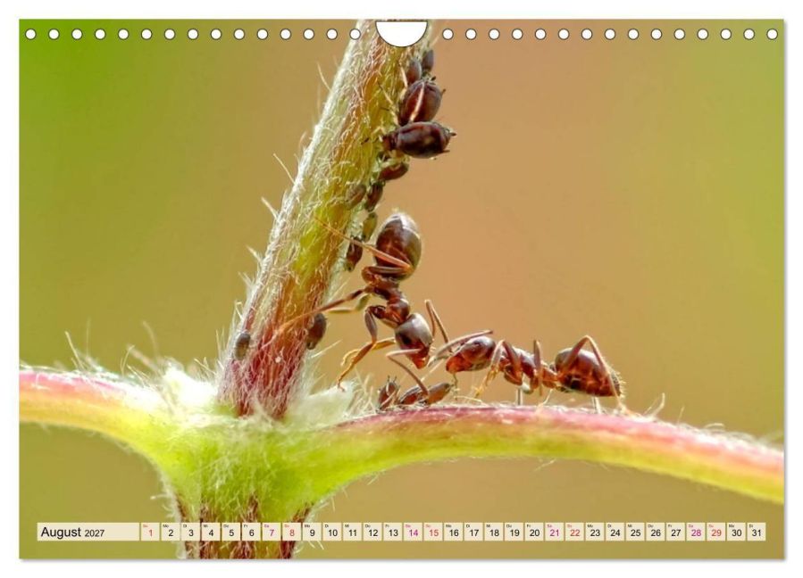 InsideView 13