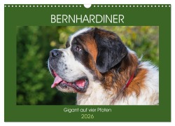 Cover-Bild zum Titel 'Bernhardiner - Gigant auf vier Pfoten (Wandkalender 2026 DIN A3 quer), CALVENDO Monatskalender' von 'Sigrid Starick'