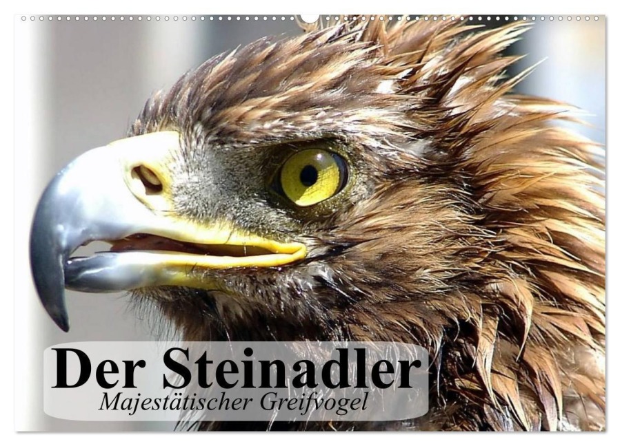 Der Steinadler. Majestätischer Greifvogel (Wandkalender 2026 DIN A2 quer), CALVENDO Monatskalender - Elisabeth Stanzer