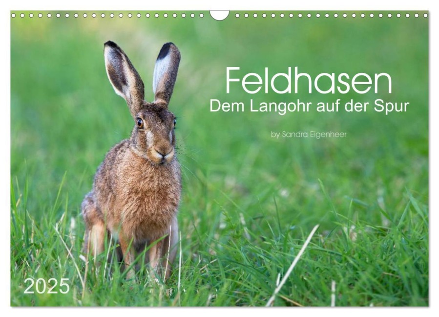 Feldhasen - dem Langohr auf der Spur (Wandkalender 2025 DIN A3 quer), CALVENDO Monatskalender - Sandra Eigenheer
