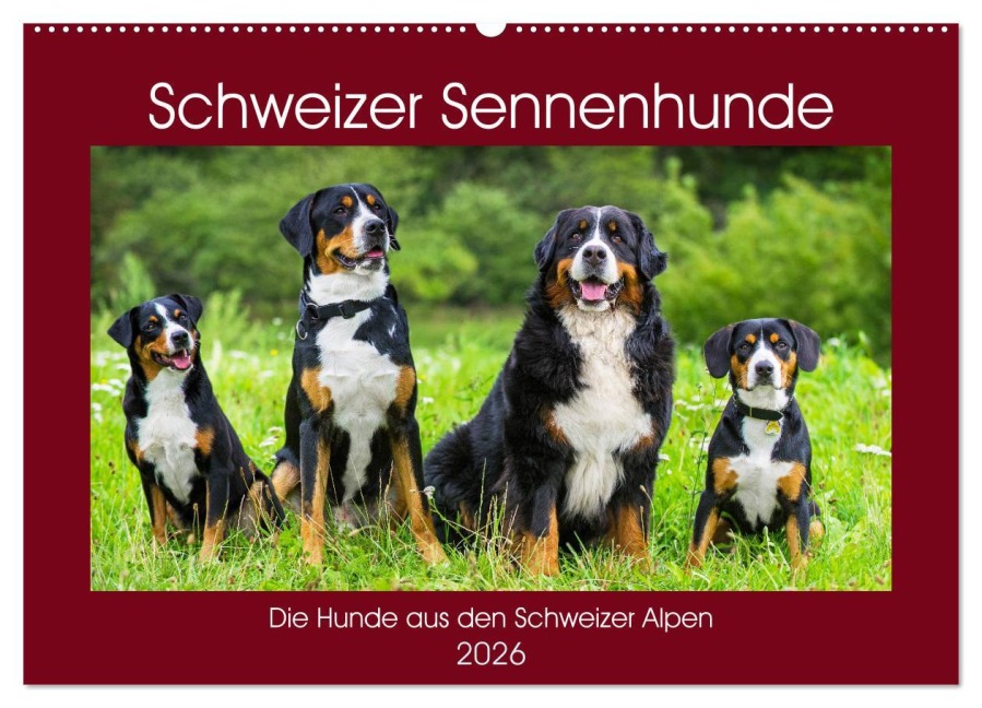 Schweizer Sennenhunde - die Hunde aus den Schweizer Alpen (Wandkalender 2026 DIN A2 quer), CALVENDO Monatskalender - Sigrid Starick