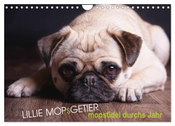 Cover-Bild zum Titel 'Lillie Mopsgetier - mopsfidel durchs Jahr (Wandkalender 2027 DIN A4 quer), CALVENDO Monatskalender' von 'Martina Raab'