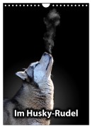 Im Husky-Rudel (Wandkalender 2026 DIN A4 hoch), CALVENDO Monatskalender - Sophie Luther