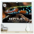 Reptilien. Schlangen, Echsen und Co. (hochwertiger Premium Wandkalender 2025 DIN A2 quer), Kunstdruck in Hochglanz - Elisabeth Stanzer