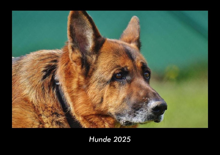 Hunde 2025 Fotokalender DIN A3 - Tobias Becker