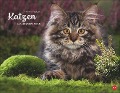 Monika Wegler: Katzenkalender 2025 - 