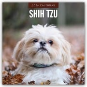 Shih Tzu 2026 - 16-Monatskalender - Robin Red