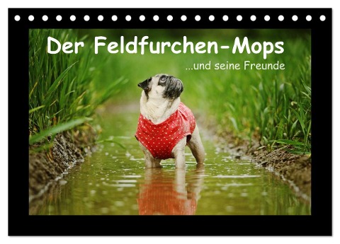 Der Feldfurchen-Mops (Tischkalender 2024 DIN A5 quer), CALVENDO Monatskalender - Kathrin Köntopp