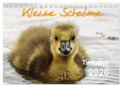 Cover-Bild zum Titel 'Kleine Schelme - Tierbabys (Tischkalender 2026 DIN A5 quer), CALVENDO Monatskalender' von 'Sigrun Düll'
