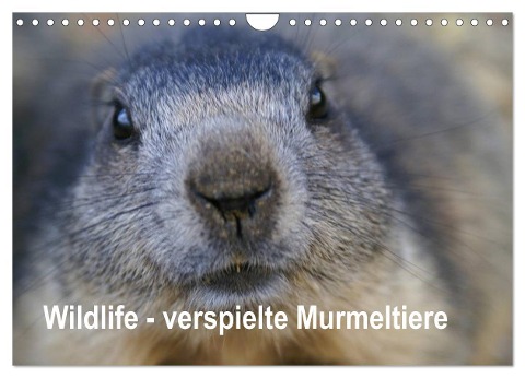 Wildlife - Verspielte Murmeltiere (Wandkalender 2025 DIN A4 quer), CALVENDO Monatskalender - Susan Michel CH