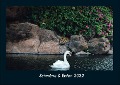 Schwäne & Enten 2022 Fotokalender DIN A4 - Tobias Becker
