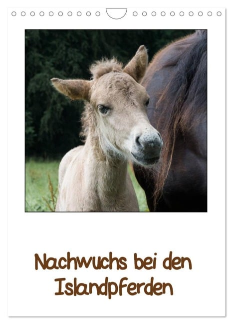 Nachwuchs bei den Islandpferden (Wandkalender 2026 DIN A4 hoch), CALVENDO Monatskalender - Angelika Beuck