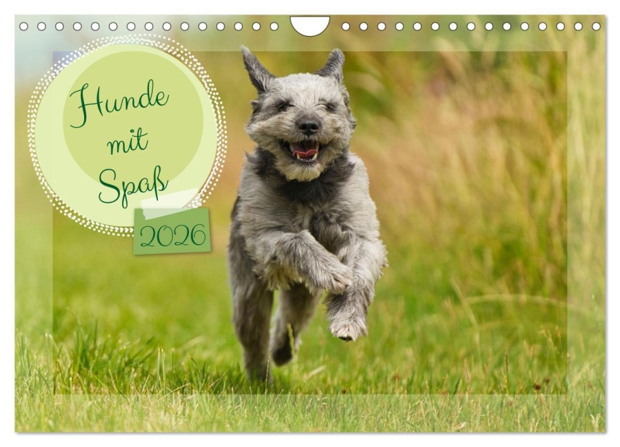 Hunde mit Spaß (Wandkalender 2026 DIN A4 quer), CALVENDO Monatskalender - Martina Fornal