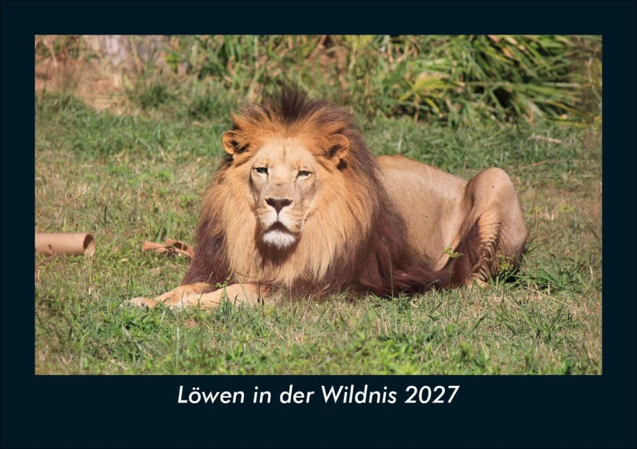 Löwen in der Wildnis 2027 Fotokalender DIN A5 - Tobias Schmitt, Kevin Heber