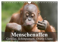 Cover-Bild zum Titel 'Menschenaffen. Gorillas, Schimpansen, Orang-Utans (Wandkalender 2026 DIN A4 quer), CALVENDO Monatskalender' von 'Elisabeth Stanzer'