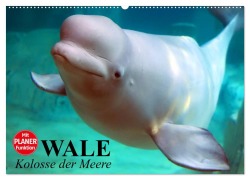 Cover-Bild zum Titel 'Wale. Kolosse der Meere (Wandkalender 2026 DIN A2 quer), CALVENDO Monatskalender' von 'Elisabeth Stanzer'