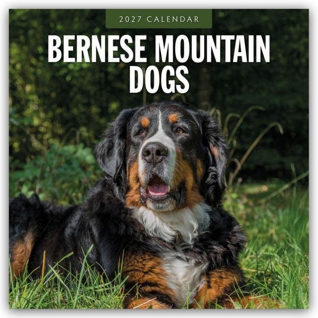 Bernese Mountain Dog - Berner Sennenhund 2027 - 16-Monatskalender - Robin Red
