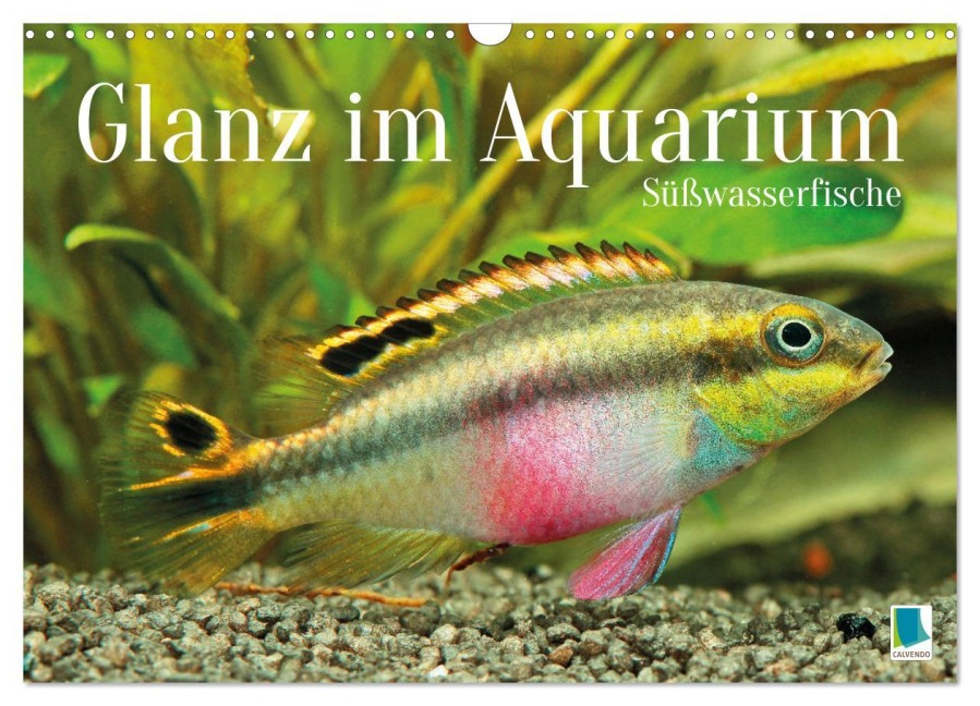 Glanz im Aquarium: Süßwasserfische (Wandkalender 2026 DIN A3 quer), CALVENDO Monatskalender - Calvendo Calvendo