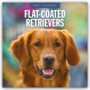 Cover-Bild zum Titel 'Flat-Coated Retrievers - Flat Coated Retriever 2027 - 16-Monatskalender' von 'Robin Red'