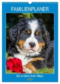Familienplaner Berner Sennenhund Welpen (Wandkalender 2025 DIN A3 hoch), CALVENDO Monatskalender - Sigrid Starick