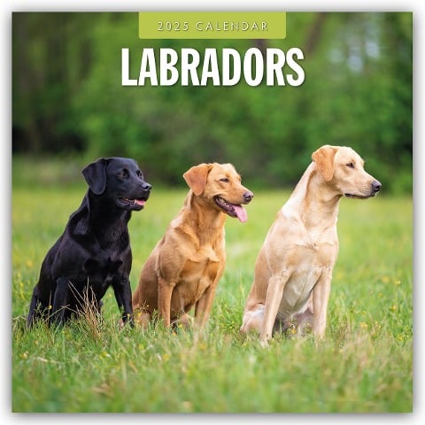 Labradors - Labradore - Labrador Retriever 2025 - 16-Monatskalender - 