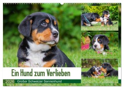 Ein Hund zum Verlieben - Großer Schweizer Sennenhund (Wandkalender 2026 DIN A2 quer), CALVENDO Monatskalender - 