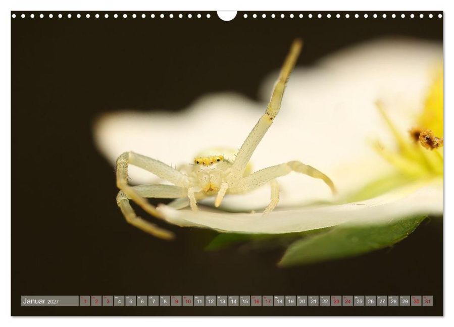 InsideView 6