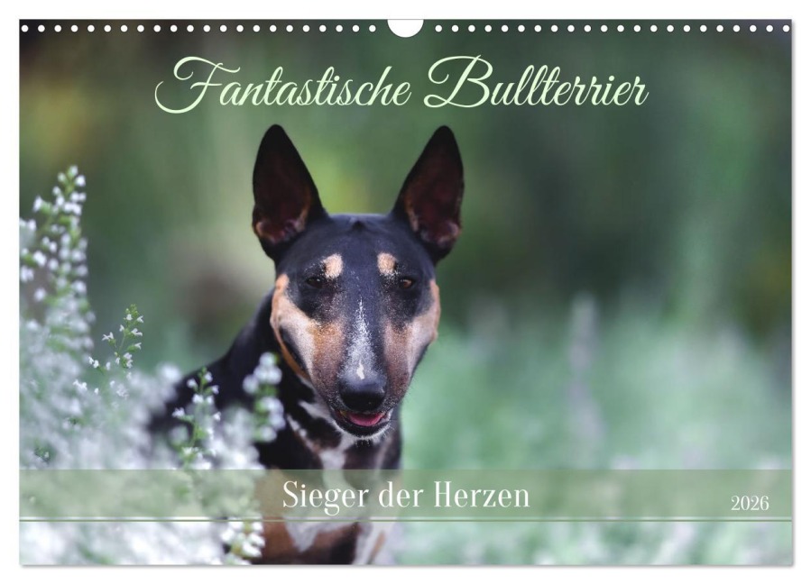 Fantastische Bullterrier - Sieger im Herzen (Wandkalender 2026 DIN A3 quer), CALVENDO Monatskalender - Yvonne Janetzek