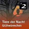 Cover-Bild zum Titel 'Tiere der Nacht: Glühwürmchen' von 'Silke Wolfrum'