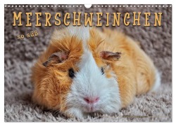 Meerschweinchen - so süß (Wandkalender 2026 DIN A3 quer), CALVENDO Monatskalender - Peter Roder