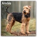 Airedale Terrier 2025 - 16-Monatskalender - Avonside Publishing