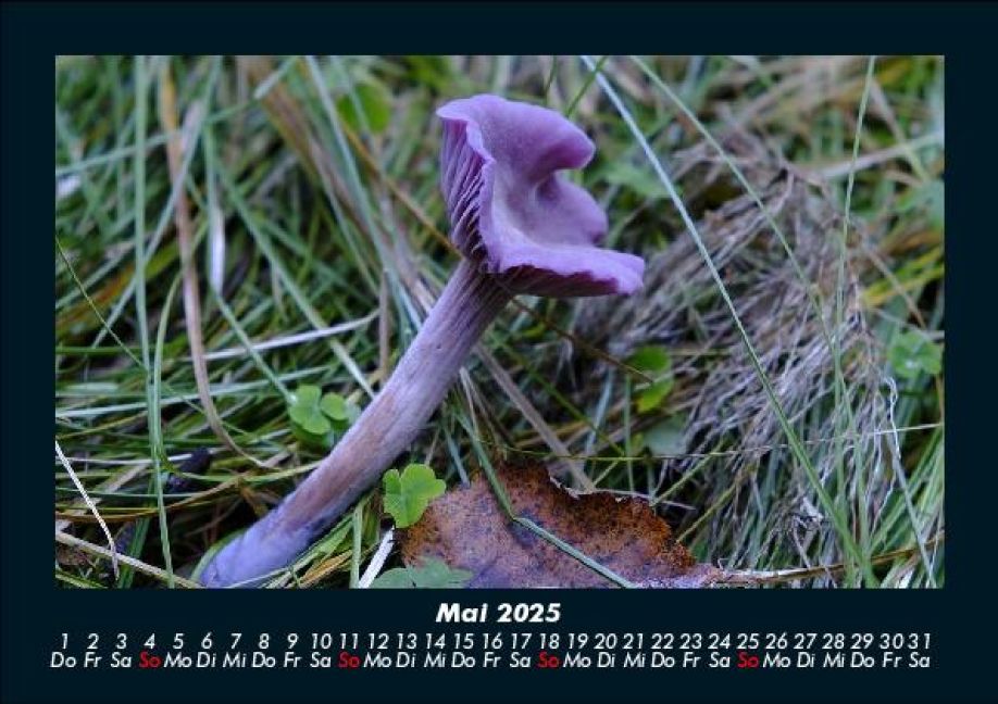 InsideView 9