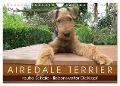 Airedale Terrier (Wandkalender 2025 DIN A4 quer), CALVENDO Monatskalender - Gaby Rottmann