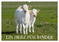 Ein Herz für Rinder (Wandkalender 2024 DIN A2 quer), CALVENDO Monatskalender - Sigrid Starick