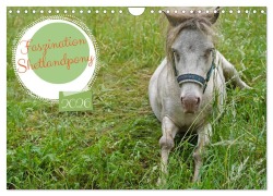 Cover-Bild zum Titel 'Faszination Shetlandpony (Wandkalender 2026 DIN A4 quer), CALVENDO Monatskalender' von 'Babett Paul - Babetts Bildergalerie'