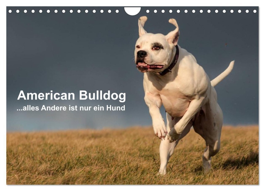 American Bulldog - alles Andere ist nur ein Hund (Wandkalender 2026 DIN A4 quer), CALVENDO Monatskalender - Denise Schmöhl